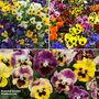 Winter Flowering Bedding Collection