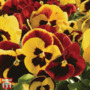 Pansy 'Autumn Blaze Mixed'