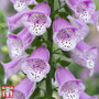 Foxglove 'Panther'