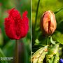Tulip 'Parrots of the Caribbean'