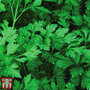 Parsley