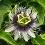 Passiflora edulis 'Frederick'