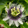 Passiflora edulis 'Frederick'