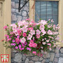 Pastel Shades Collection