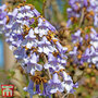 Paulownia tomentosa