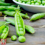 Pea 'Ambassador' (Maincrop)