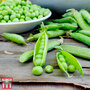 Pea 'Ambassador' (Maincrop)