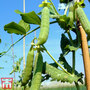 Pea 'Douce Provence'