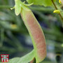 Pea 'Spring Blush' (Sugarsnap)
