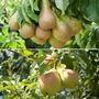 Pear Duo Family Tree