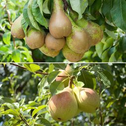 Pear Duo Family Tree