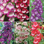 Nurseryman's Choice Penstemon Collection