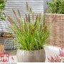 Pennisetum alopecuroides 'Black Beauty'