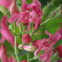 Penstemon barbatus var. praecox