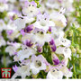 Penstemon 'Harlequin Lilac'
