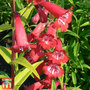 Penstemon 'King George V'