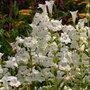 Penstemon 'Snowstorm'