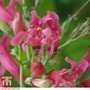 Penstemon barbatus var. praecox