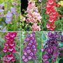 Penstemon Collection