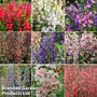 Nurseryman's Choice Penstemon Collection