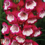 Penstemon 'Amelia Jayne'