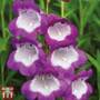 Penstemon Czar'
