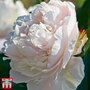 Peony 'Duchesse de Nemours'