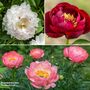 Peony 'Hardy Collection'