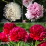 Peony 'Scented Trio'