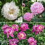 Peony Best Selling Collection