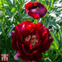 Peony 'Buckeye Belle'