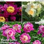 Peony Collection