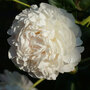 Peony 'Double White'