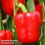 Sweet Pepper 'Solario' F1 (Grafted)