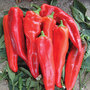 Sweet Pepper 'Thor' F1 Hybrid (Grafted)