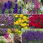 Perennial Lasting Colour Collection