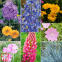 Perennial Summer Garden Collection