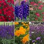 Perennial Pollinator Collection