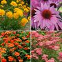 Perennial Saver Collection