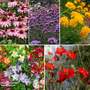 Perennial Quintet Collection