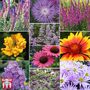 Nurserymans Choice Perennial Cottage Garden Collection