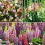Classic Cottage Garden Perennial Trio