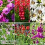 Perennial Cottage Garden Saver Pack