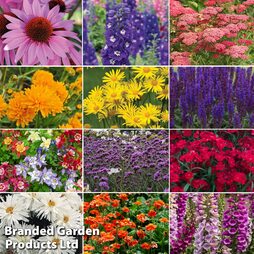 Best Value Rainbow Perennial Collection