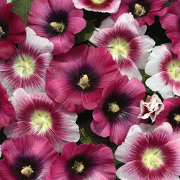 Hollyhock 'Halo Perfect Pink' - Seeds