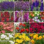 Perfect Perennial Collection