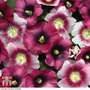 Hollyhock 'Halo Perfect Pink' - Seeds
