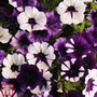 Petunia 'Purple Tie Dye'