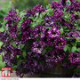 Petunia 'Pegasus Wine Splash'