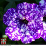 Petunia 'Night Sky'